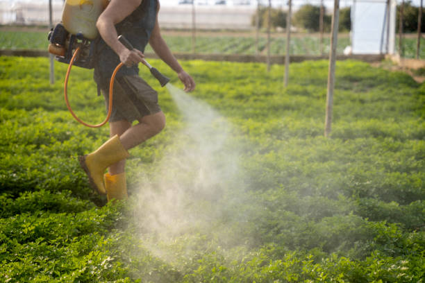 Best Pest Control Near Me in Bevil Oaks, TX