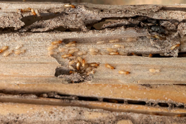 Best Pest Removal Services  in Bevil Oaks, TX