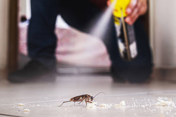 Best Local Pest Control Services  in Bevil Oaks, TX