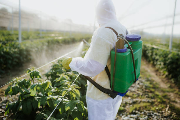 Best Affordable Pest Control Services  in Bevil Oaks, TX